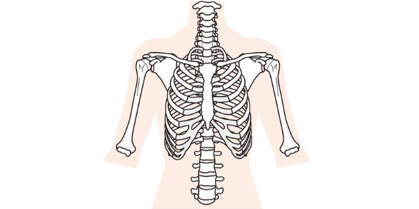 人間の胸郭を表した図