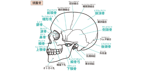 ２２枚の頭蓋骨の名前を記した図