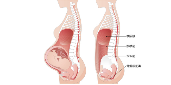 妊娠前妊娠中のインナーマッスルを横から見たイラスト