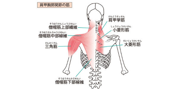 肩甲骨周りの筋肉を表した図